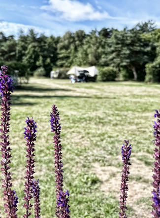 Tipperne Camping - Stemning 8.jpg